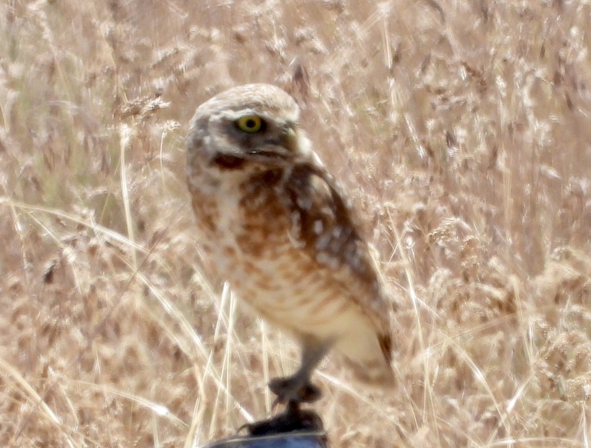 Burrowing Owl - ML620188672