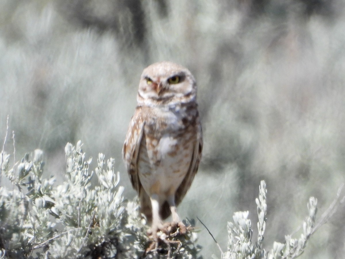 Burrowing Owl - ML620188673