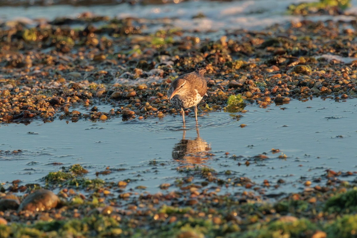 Spotted Sandpiper - ML620188678