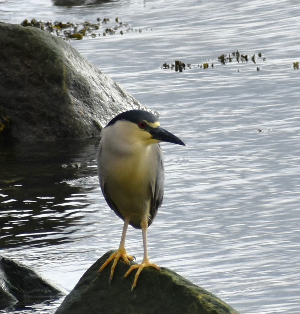 Black-crowned Night Heron - ML620188681