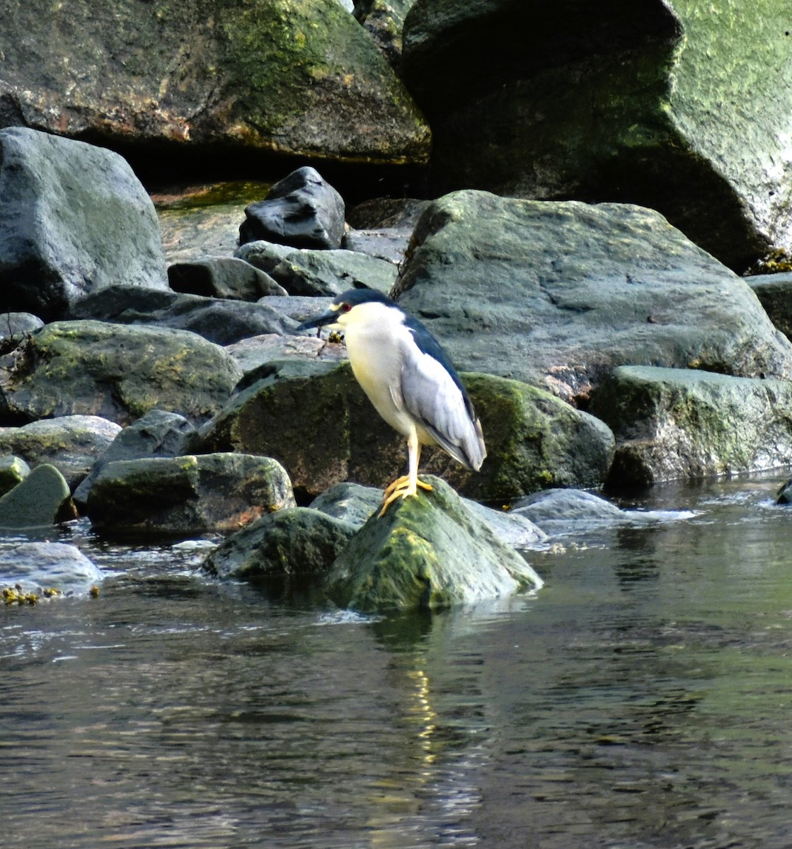 Black-crowned Night Heron - ML620188682