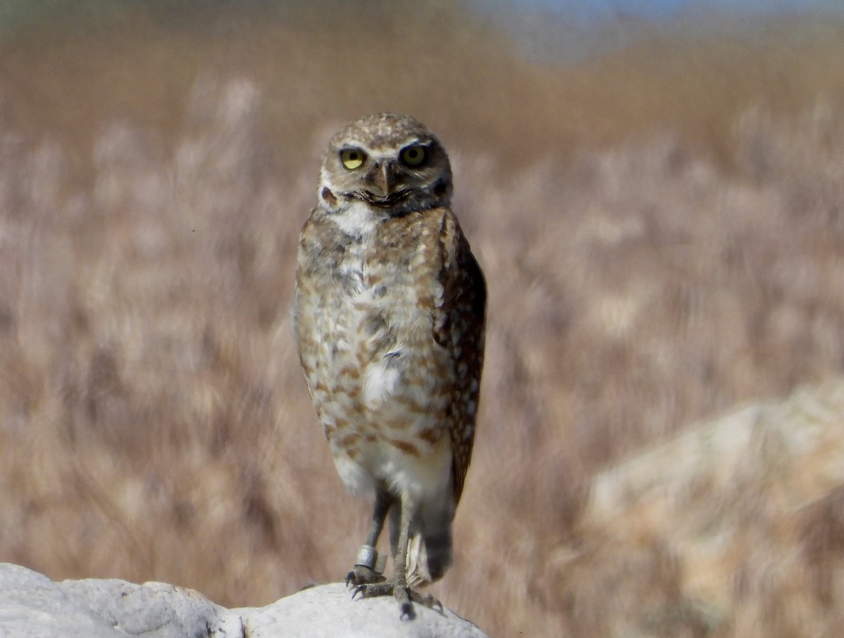 Burrowing Owl - ML620188684