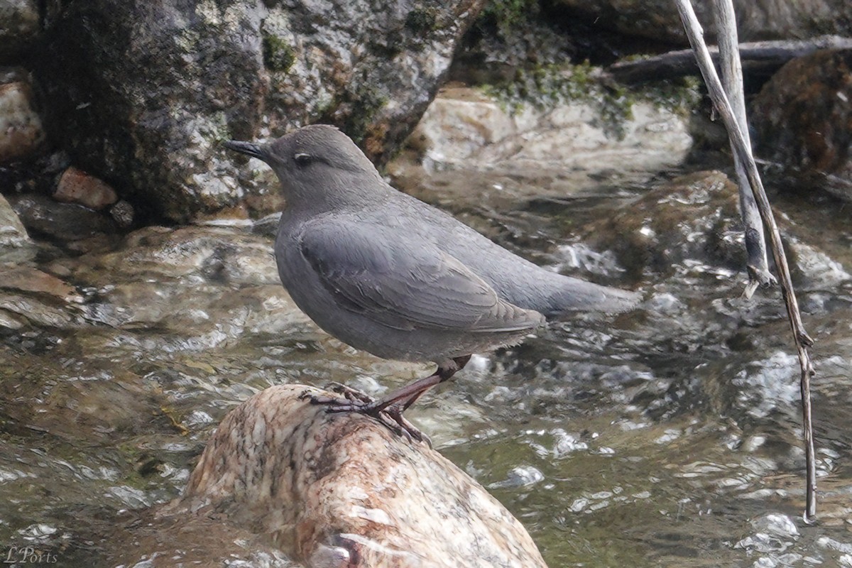 American Dipper - ML620188689