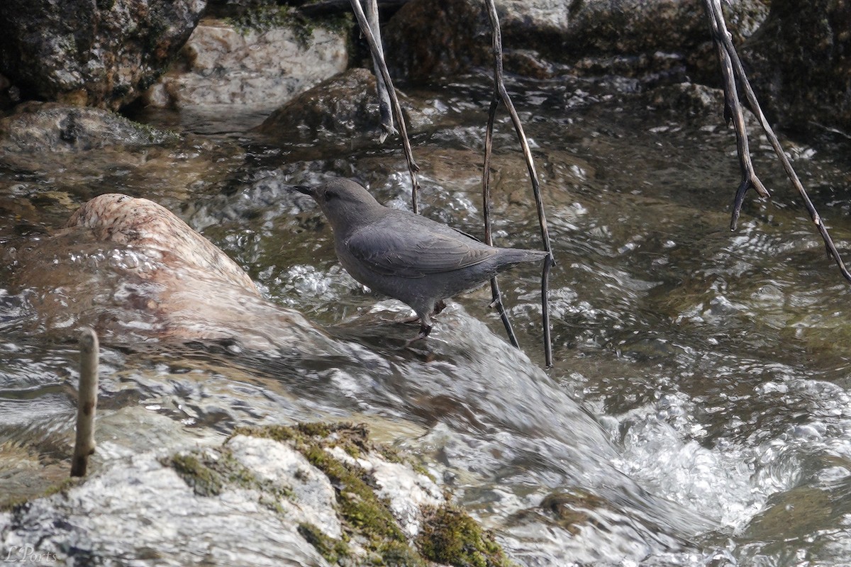 American Dipper - ML620188691