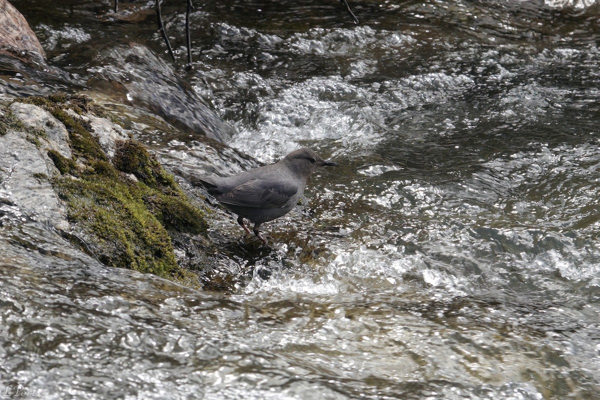 American Dipper - ML620188693