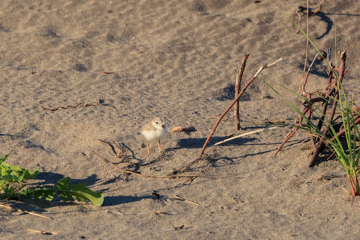 Piping Plover - ML620188696