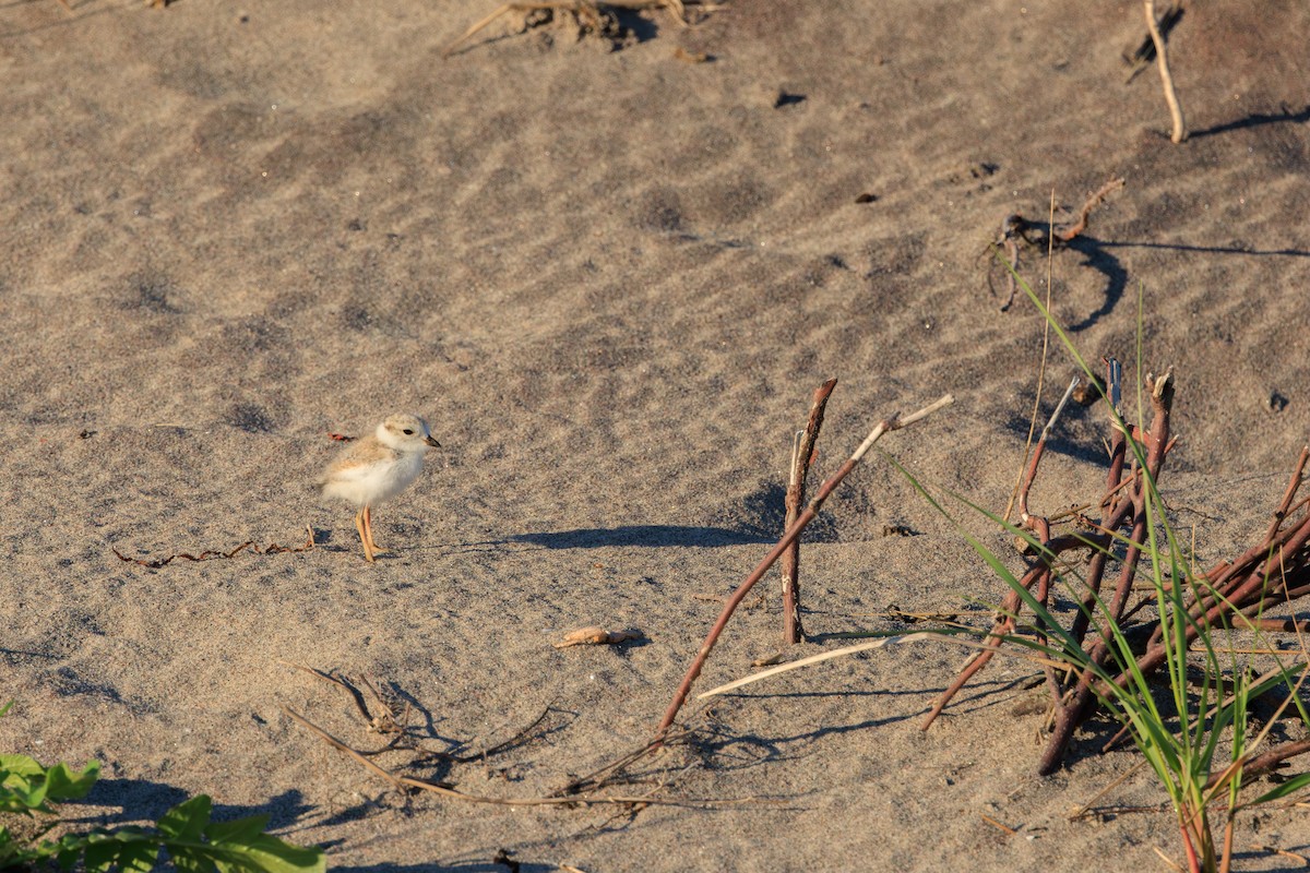 Piping Plover - ML620188697