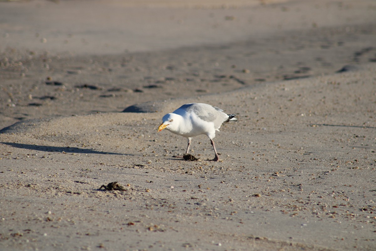 Herring Gull - ML620188698