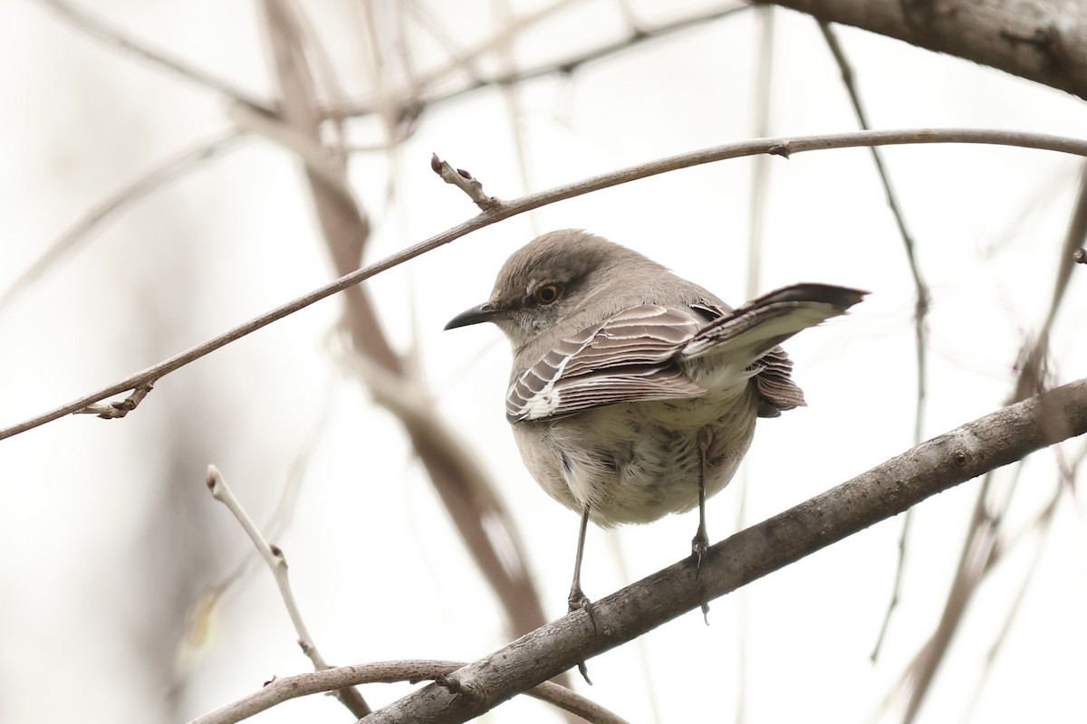 Northern Mockingbird - ML620188701