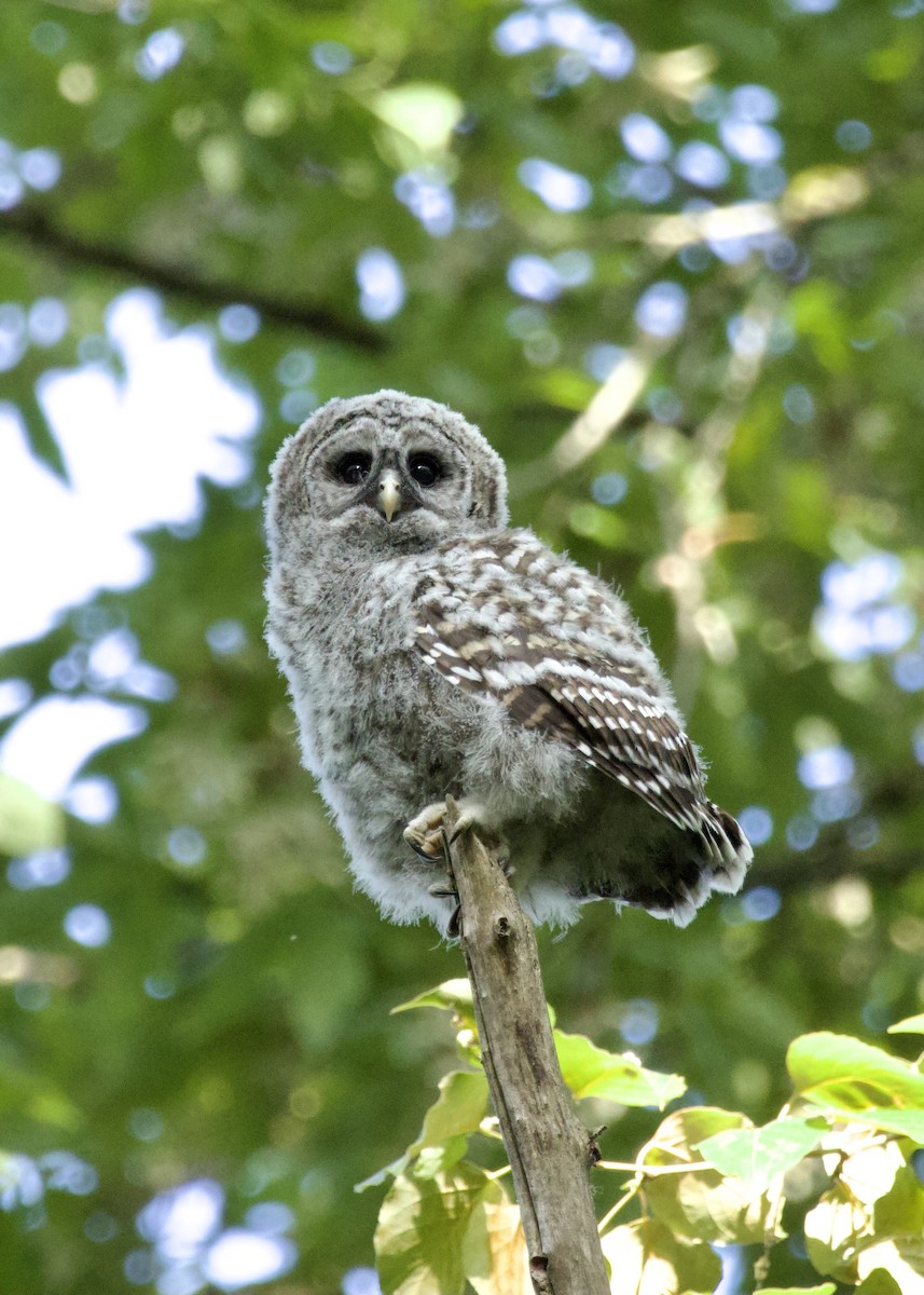 Barred Owl - ML620188719