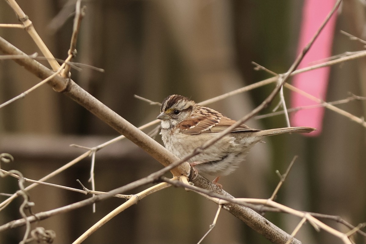 White-throated Sparrow - ML620188720