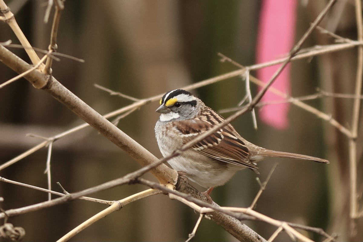White-throated Sparrow - ML620188721