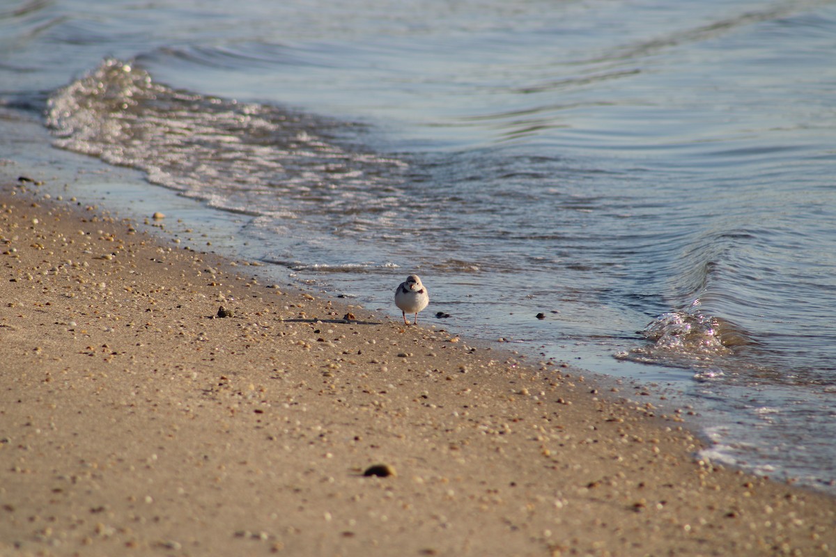 Piping Plover - ML620188728