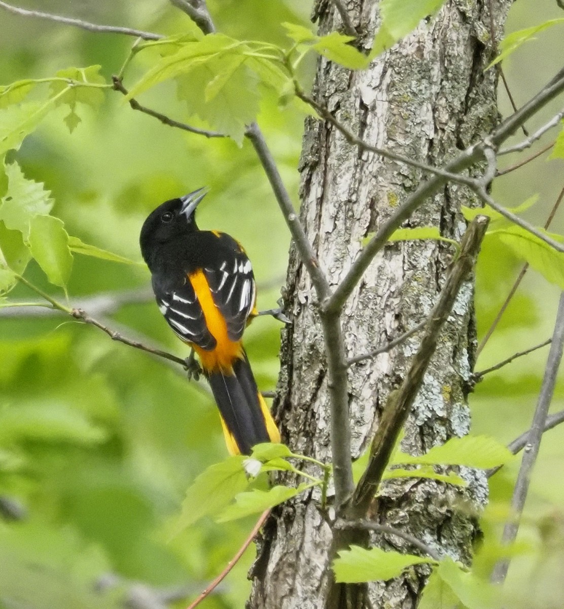 Baltimore Oriole - ML620188735