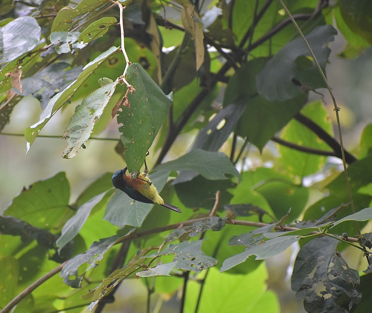 Ruby-cheeked Sunbird - ML620188737