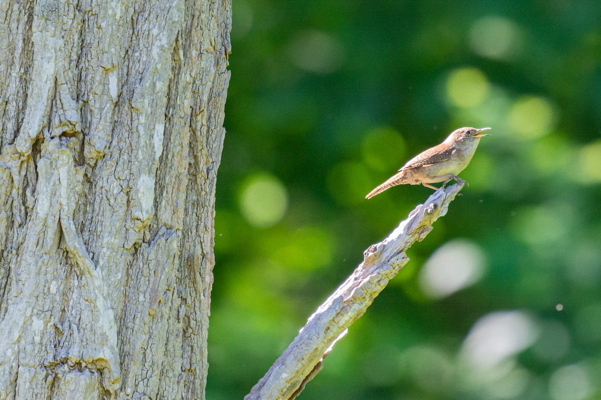 House Wren - ML620188739