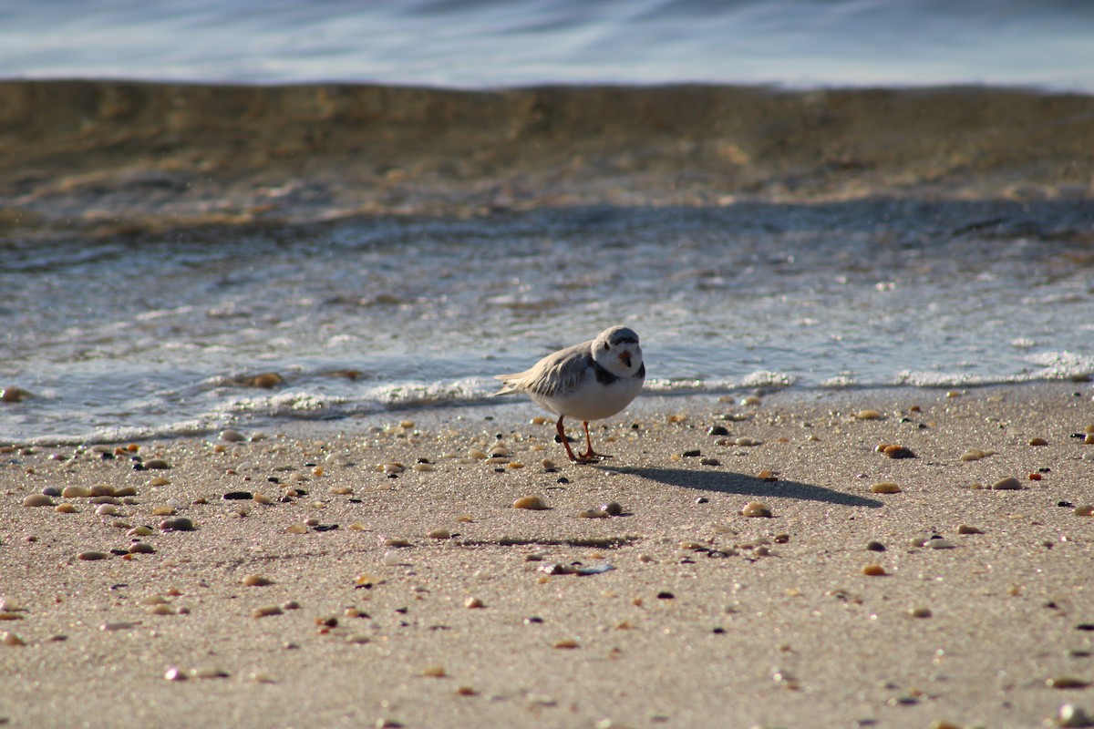 Piping Plover - ML620188750