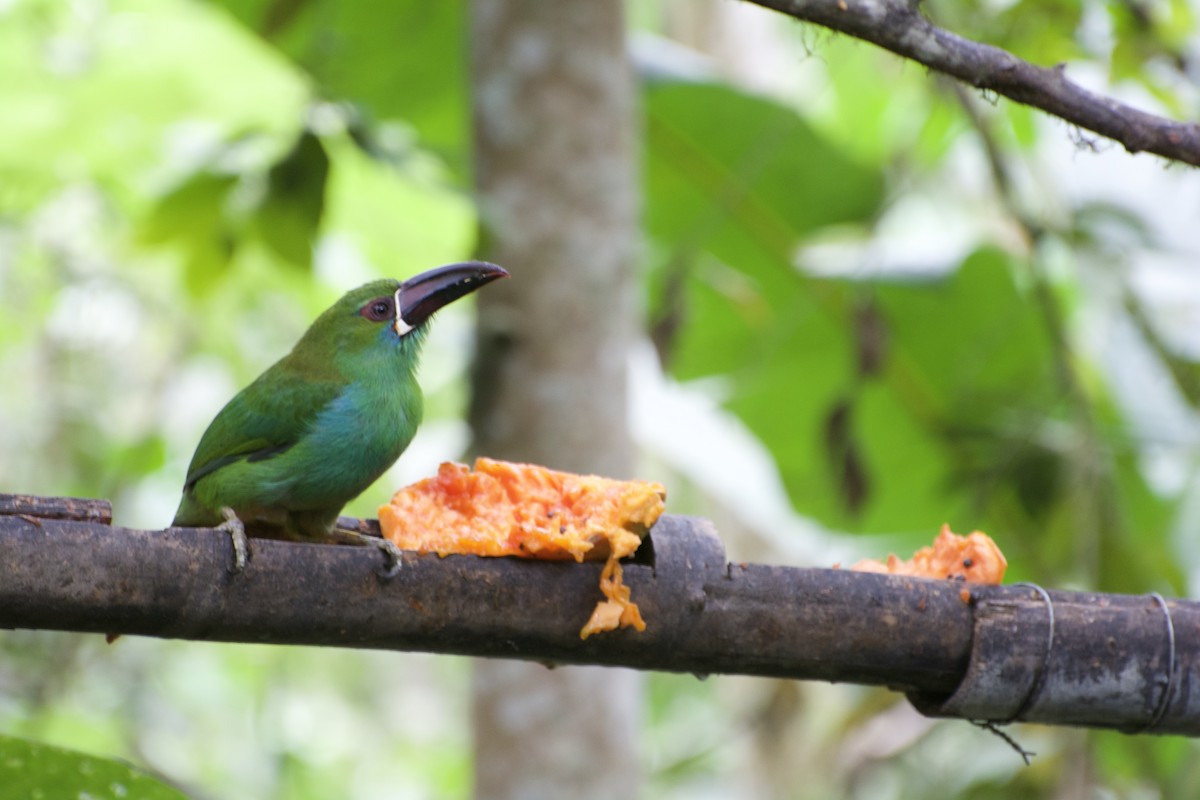 Southern Emerald-Toucanet (Andean) - ML620188752
