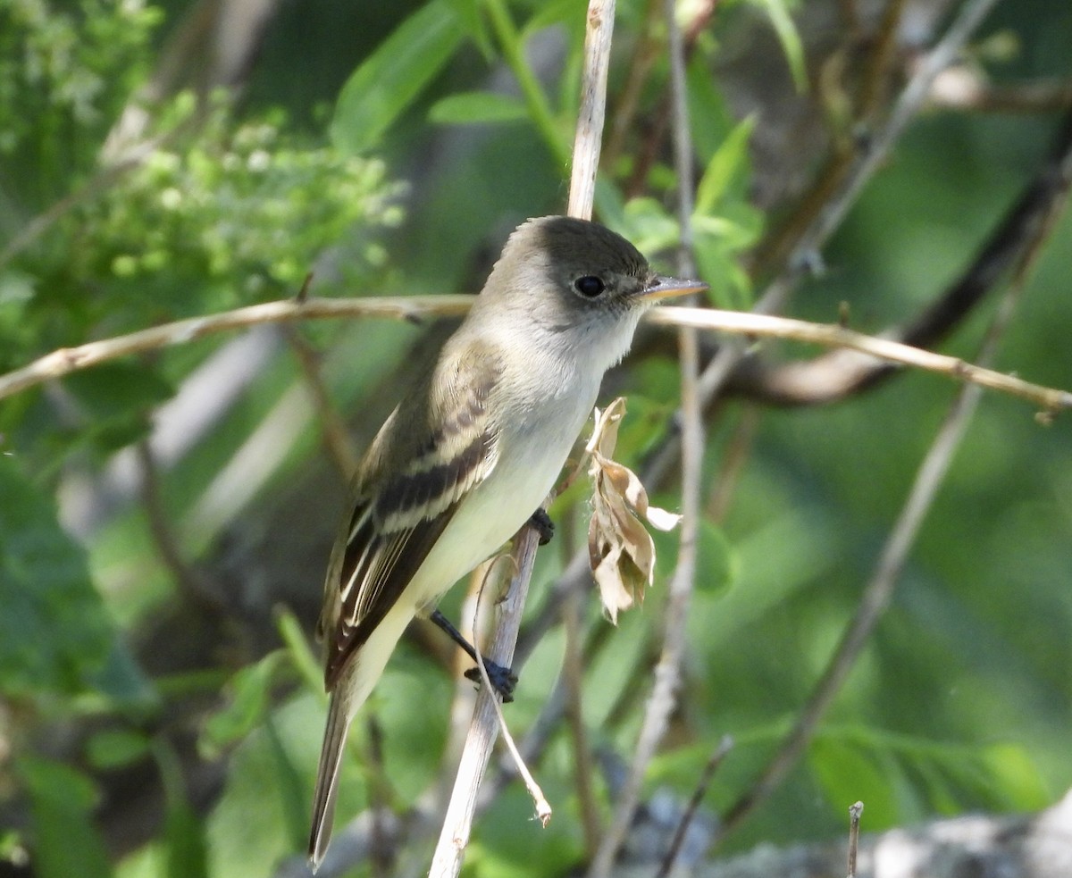 Willow Flycatcher - ML620188754