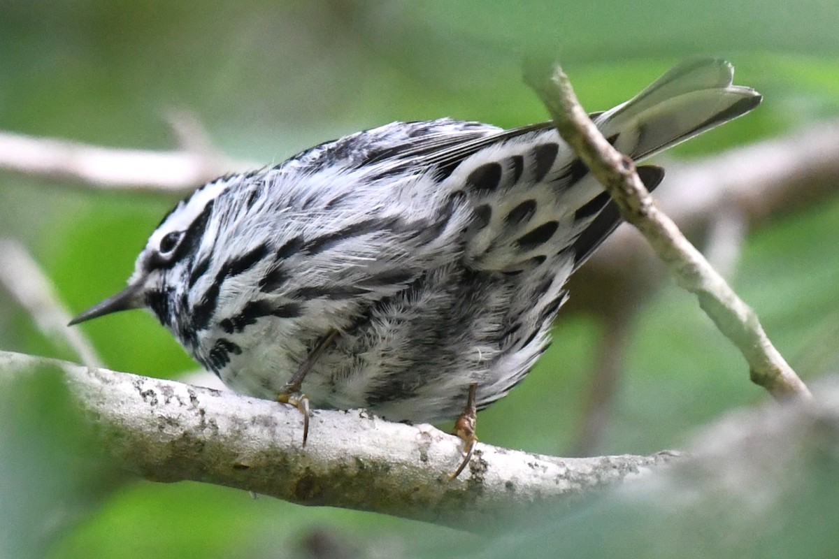 Black-and-white Warbler - Bill Eisele