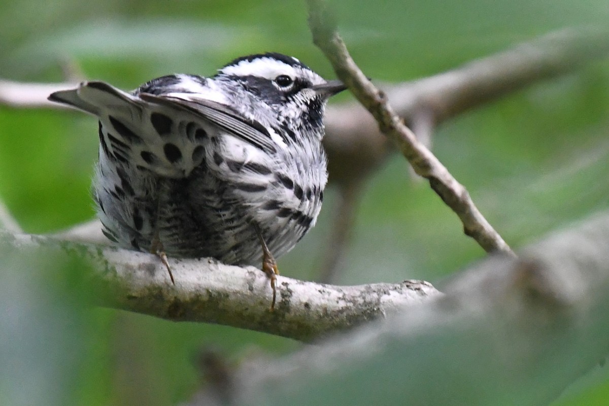 Black-and-white Warbler - ML620188759