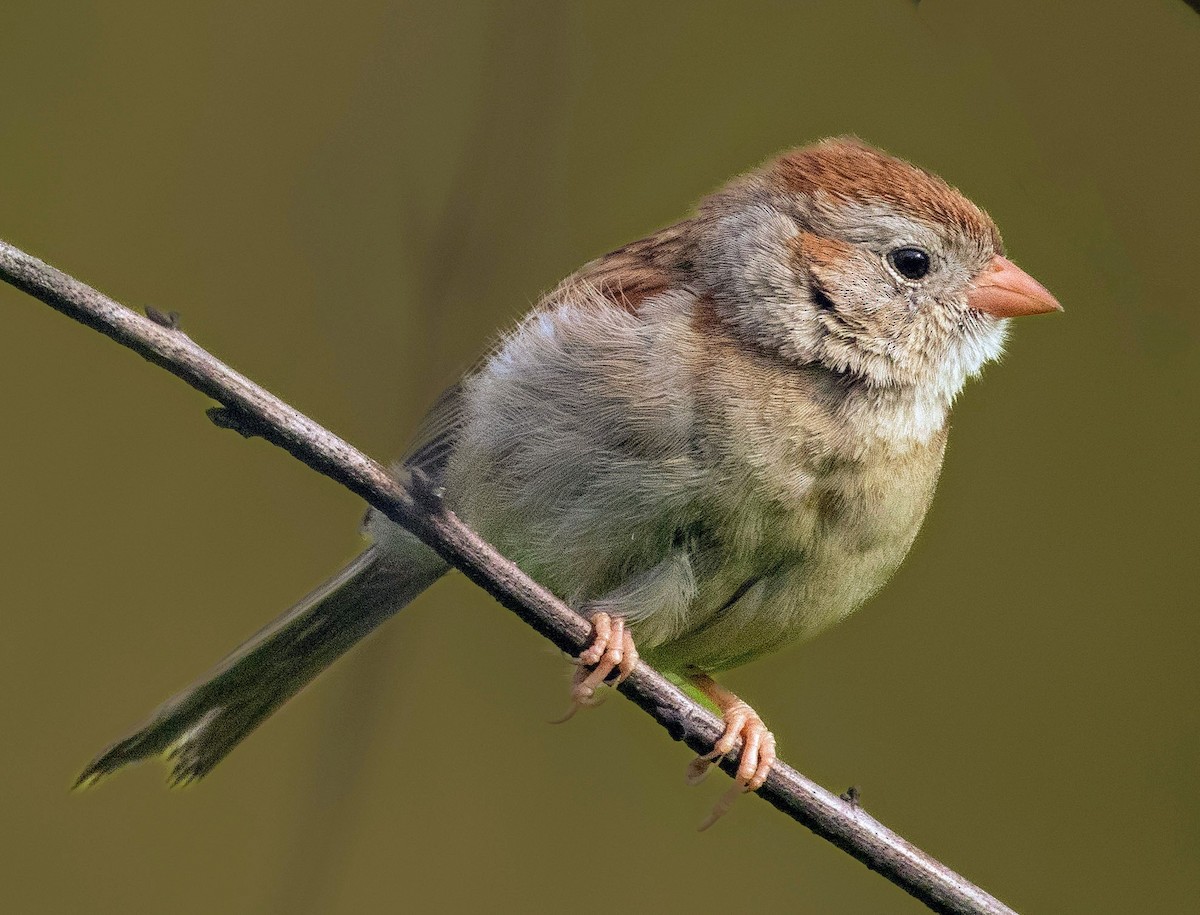 Field Sparrow - ML620188768
