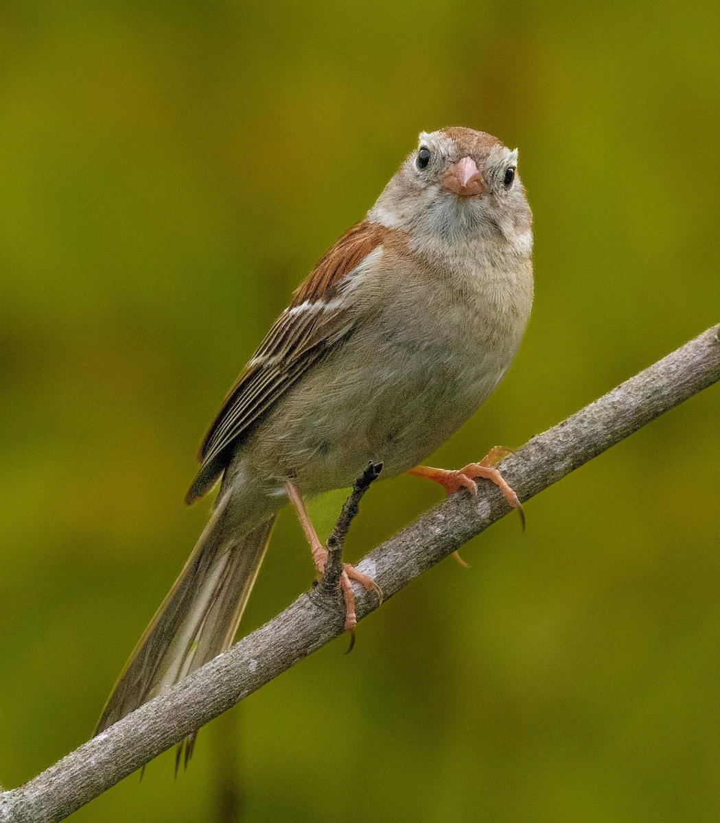 Field Sparrow - ML620188769