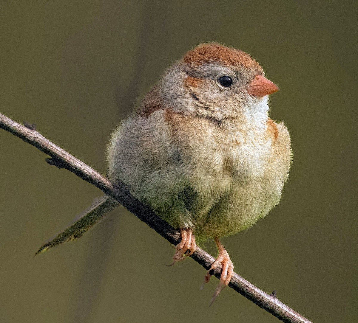Field Sparrow - ML620188770