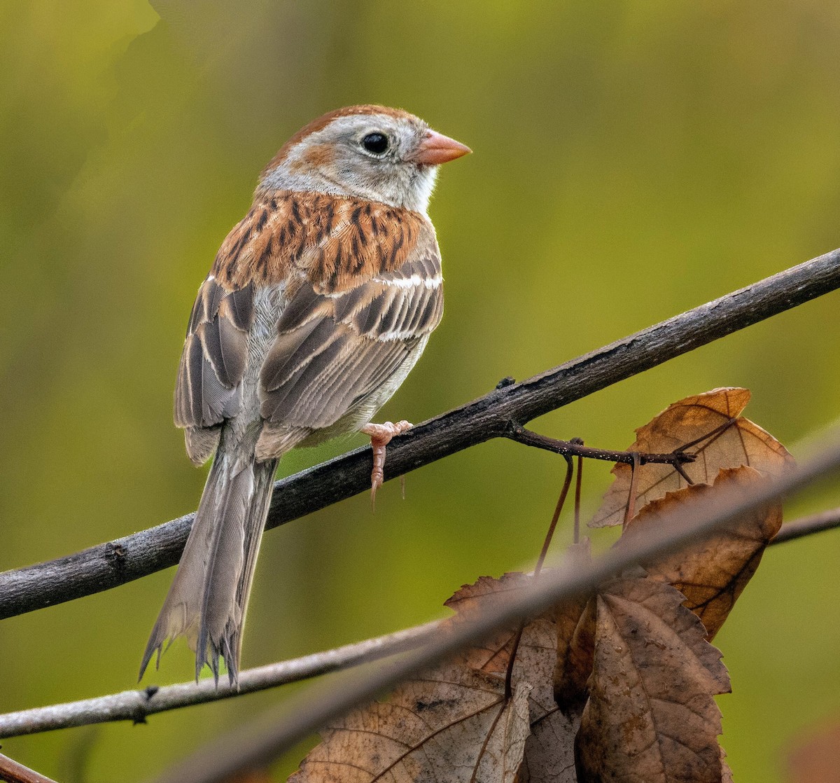 Field Sparrow - ML620188771