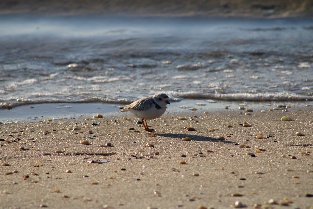 Piping Plover - ML620188773