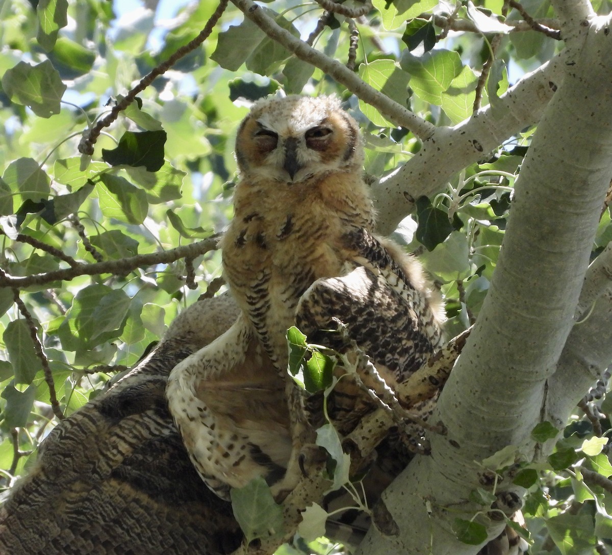 Great Horned Owl - ML620188774