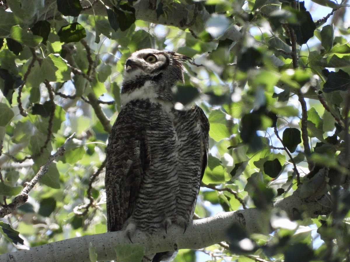 Great Horned Owl - ML620188775