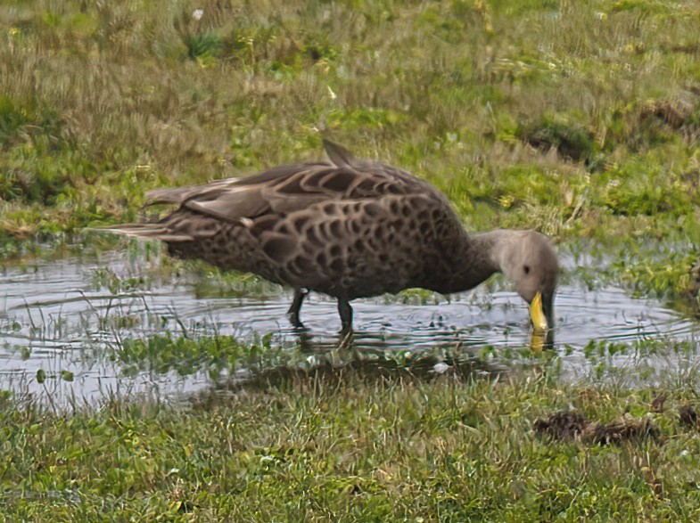 Yellow-billed Pintail - ML620188776