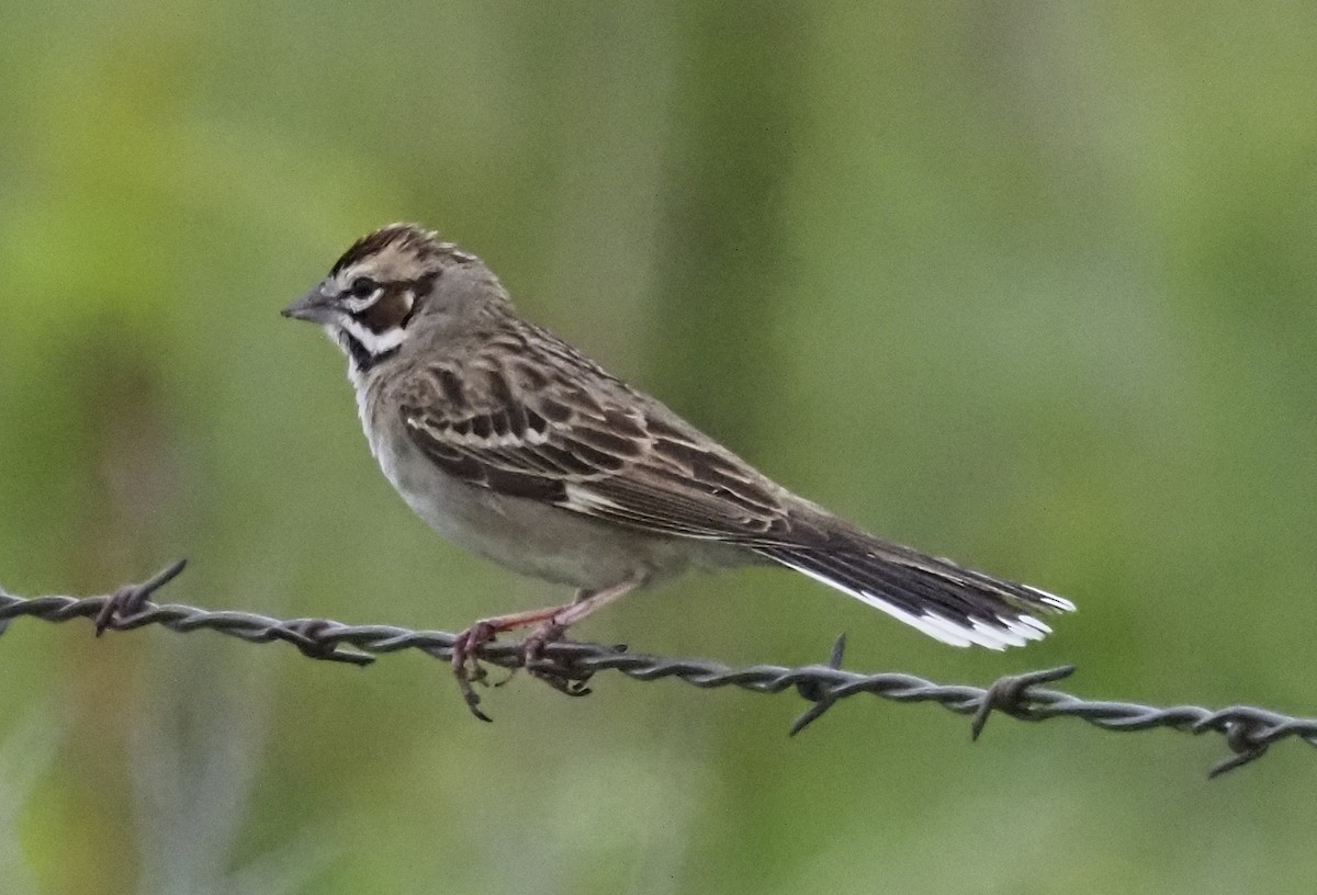 Lark Sparrow - ML620188779