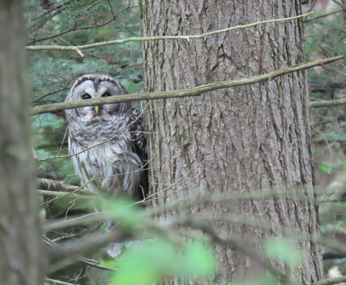 Barred Owl - ML620188784