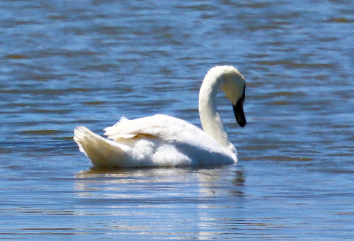 Cygne tuberculé - ML620188786