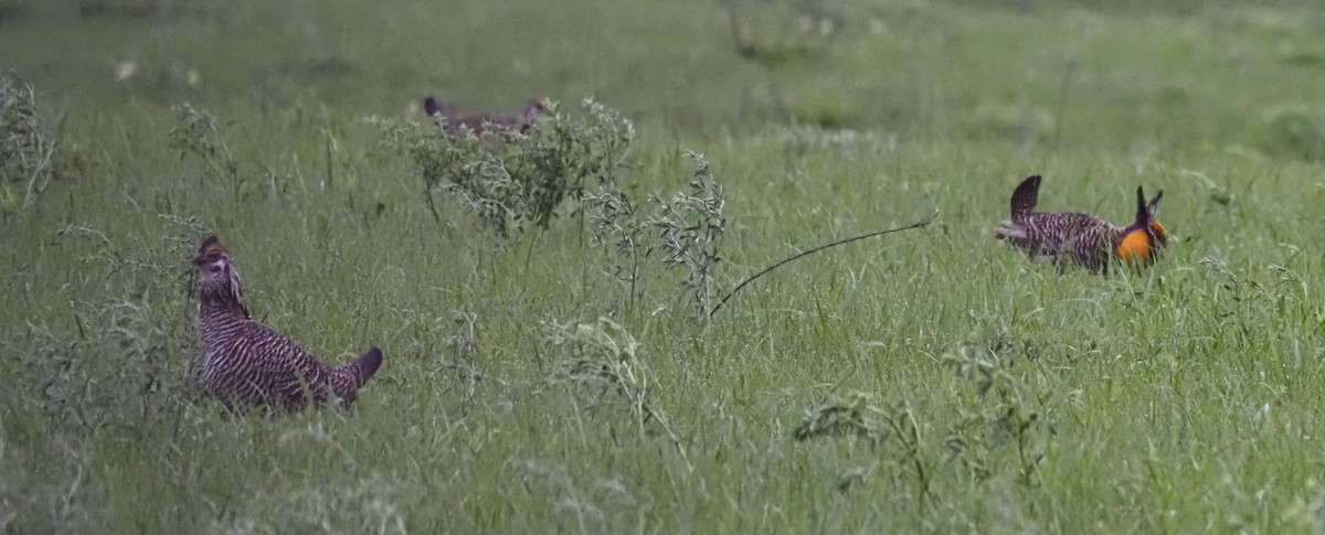 Tétras des prairies - ML620188788