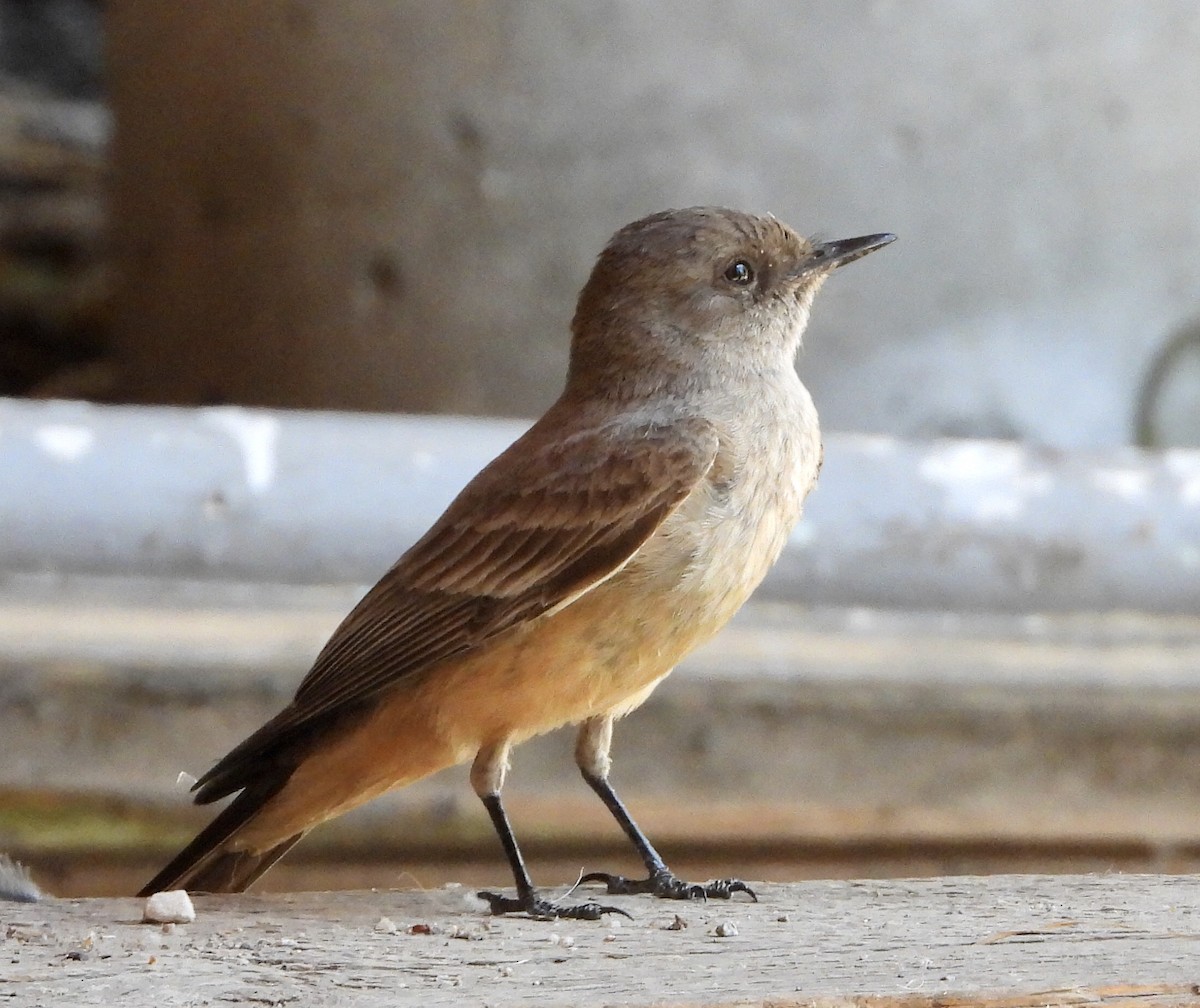 Say's Phoebe - ML620188793