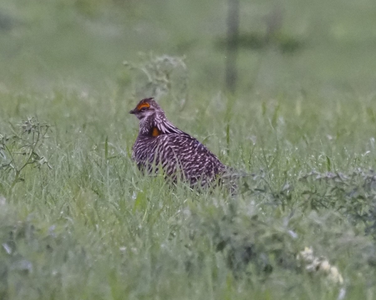 Tétras des prairies - ML620188794