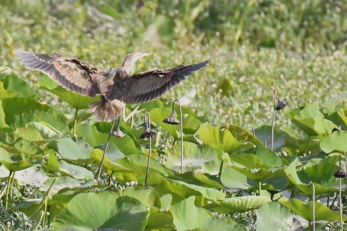 American Bittern - ML620188797