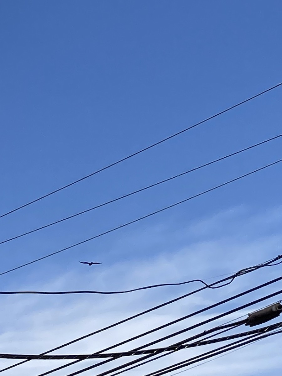 Turkey Vulture - ML620188824