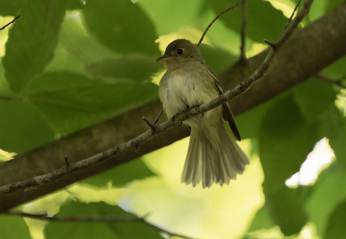 Acadian Flycatcher - ML620188828