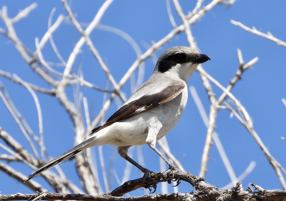 Loggerhead Shrike - ML620188830