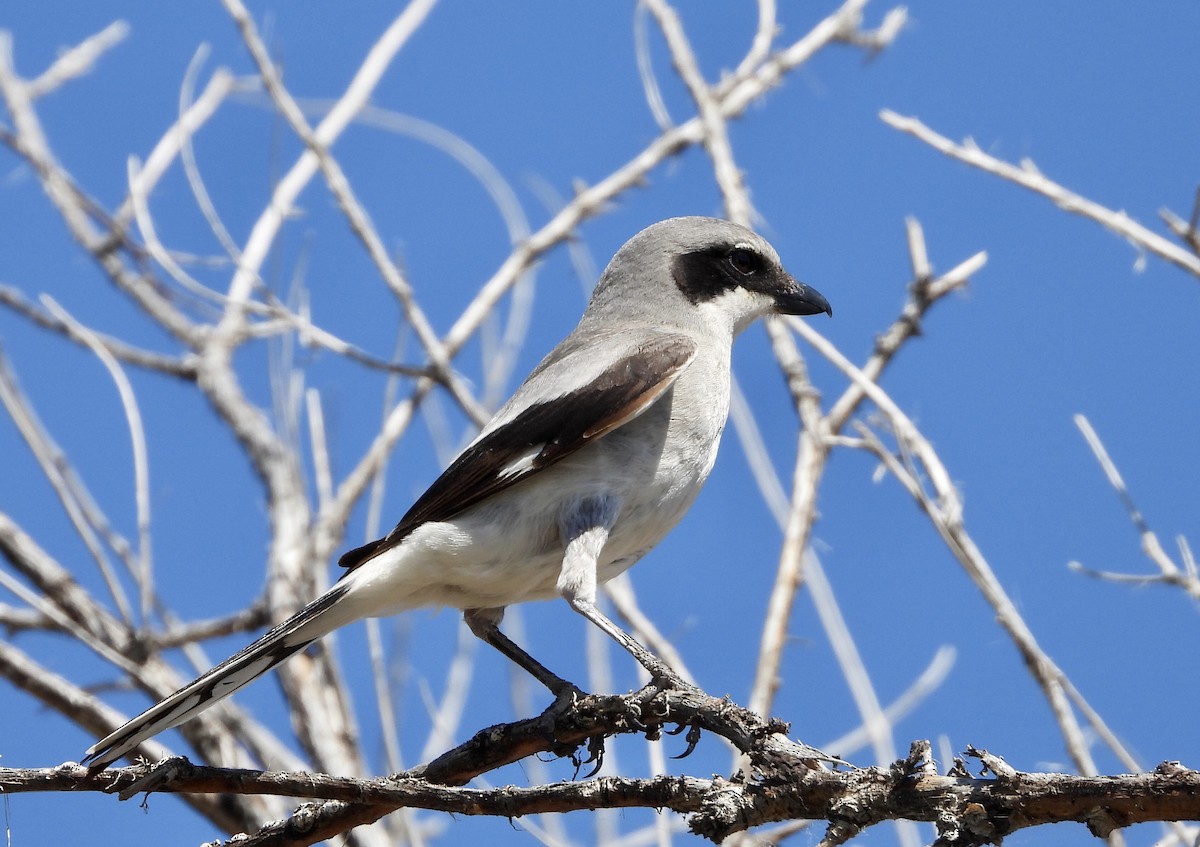 Loggerhead Shrike - ML620188831