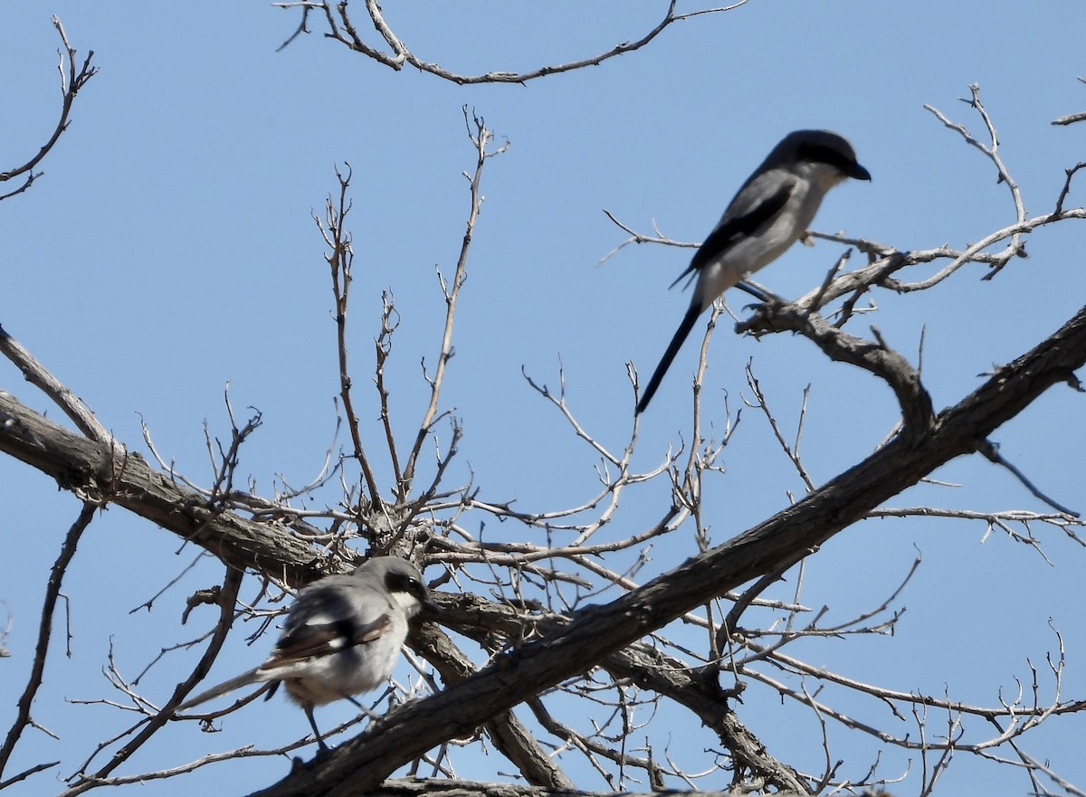 Loggerhead Shrike - ML620188832