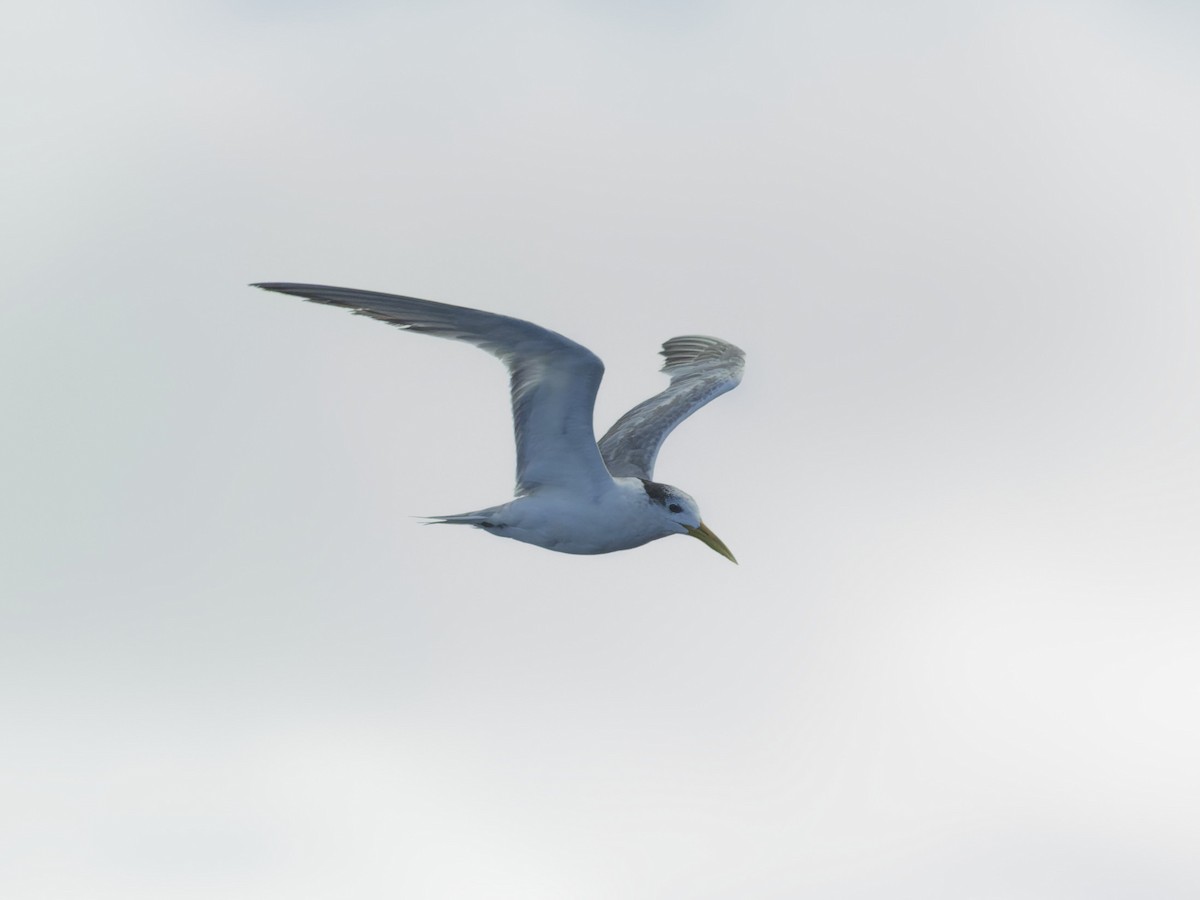 Great Crested Tern - ML620188836