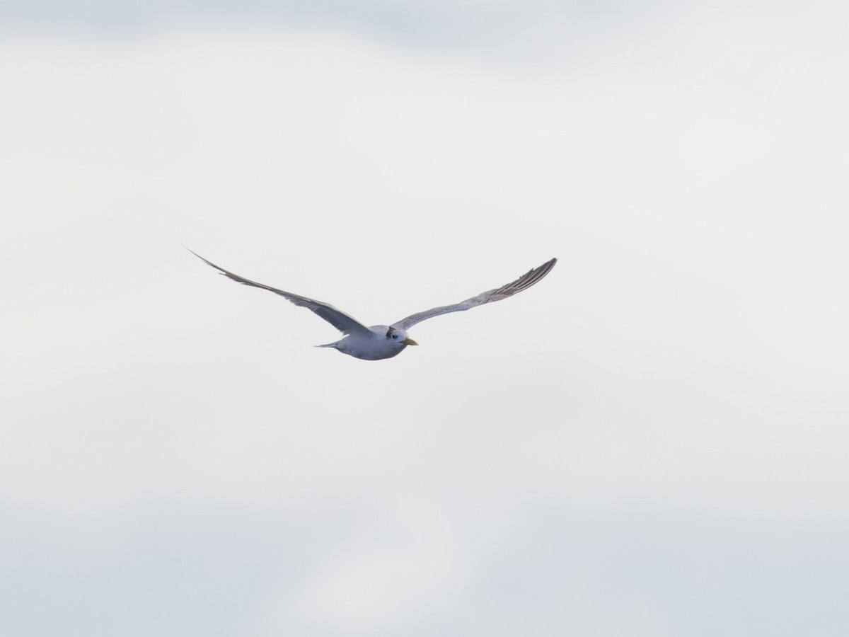 Great Crested Tern - ML620188837