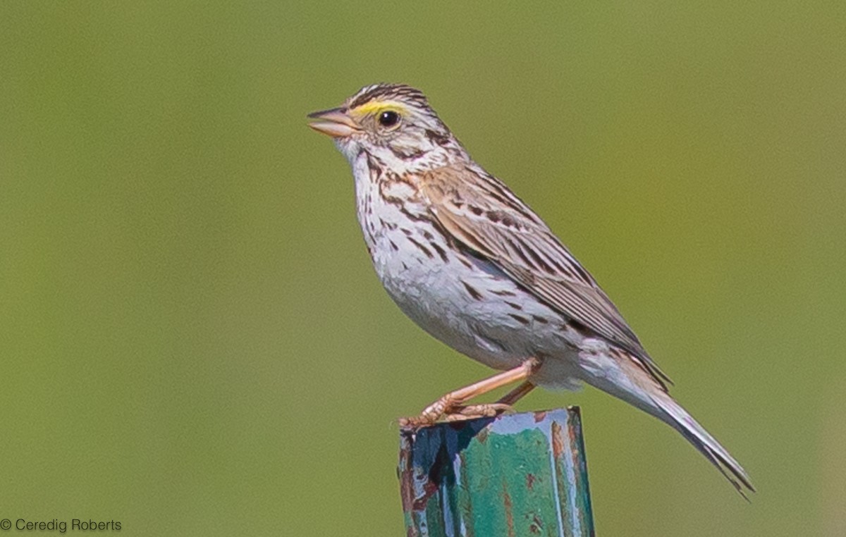 Savannah Sparrow - ML620188840