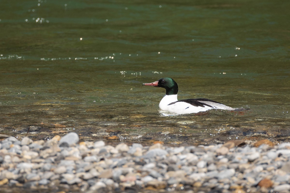 Common Merganser - ML620188843