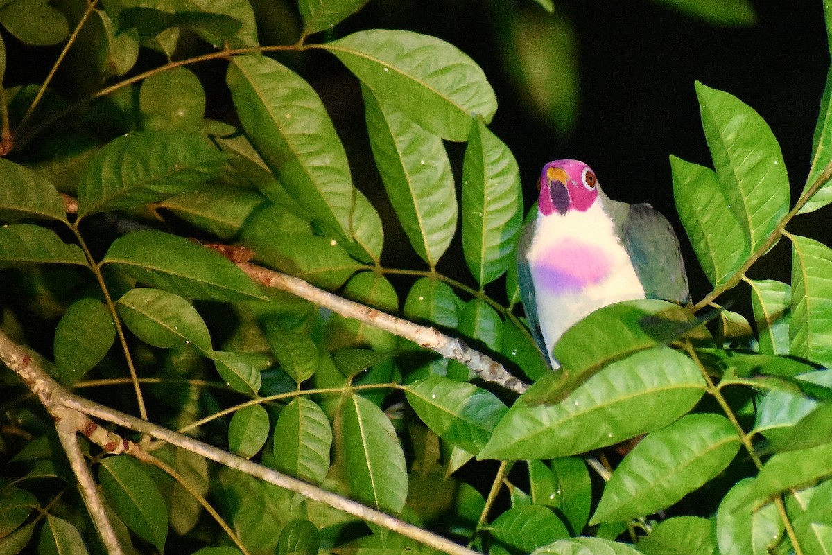 Jambu Fruit-Dove - ML620188845